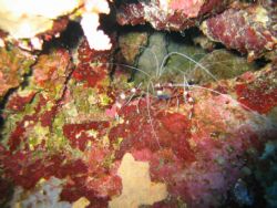 Sinai The Blue Hole Wana a shrimp by Malkin David 
